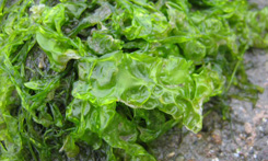 sea lettuce